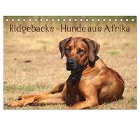 Ridgebacks - Hunde aus Afrika (Tischkalender 2026 DIN A5 quer), CALVENDO Monatskalender: Faszination Rhodesian Ridgeback - ein Portrait dieser tollen Rasse