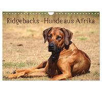 Ridgebacks - Hunde aus Afrika (Wandkalender 2026 DIN A4 quer), CALVENDO Monatskalender: Faszination Rhodesian Ridgeback - ein Portrait dieser tollen Rasse