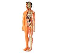 RIKEL ModèLe D'Anatomie Corps Humain 3D Enfants en Plastique Bricolage Squelette Jouet Science Aide à L'Apprentissage PréCoce éDucatifs