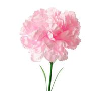 Rikyo Bouquet de 10 Bouquets d'œillets de Fleurs artificielles en Soie, tête de Fleur Unique de 50,8 cm et Feuille Verte pour Toile de Fond de Mariage, Arche, décoration Murale, Couronne (Rose)