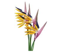 Rikyo Strelitzia Lot de 6 fleurs artificielles multicolores permanentes en forme d'oiseau de paradis de 58,4 cm pour bureau, maison, décoration de fête, plantes en pot (jaune violet)