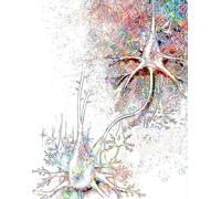 RIMURA Neuroscience Art Neurologie Affiche Cerveau Anatomique Cellule Nerveuse Synapse Neurologue Bureau Art Toile Peinture Clinique Mur Décor (Color : 5, Size : 30X40cm Unframed)