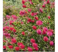 Rince-bouteilles Hot Pink® 'KK01', Callistemon