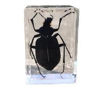 rindeki Spécimens Bugs Porte-clés en résine séchée Collection, bleu, taille unique