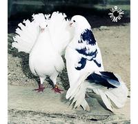 Rip Van Winkle [RVW-000]