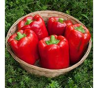 Risitar Graines - 50pcs Poivron California Wonder rouge gros fruits très productive, parfumée, savoureuse, saveur douce, Graines de légumes résistante au froid