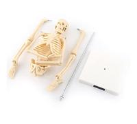 Riuulity Modèle Anatomique de Squelette Humain, Outil D'enseignement économique avec Tête Amovible pour étudiants en Médecine, Médecins, Base en Plastique PVC