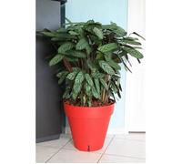 RIVIERA Pot de fleurs Loft avec réserve d'eau - Rond - Ø 50 x H 46 cm - Rouge