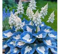 RIVORDE 1000 Graines D'hosta, Croissance Rapide, Feuilles Uniques Et Belles, Taux De Survie élevé, Décoration Intérieure,C