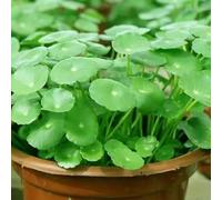 RIVORDE 200 Graines De Pennywort, Herbe à Argent, Graines De Culture en Eau, Graines De Fleurs Cultivées en Hydroponie Et en Terre, Plantes en Pot pour Jardin Et Balcon Quatre Saisons,200 PCS