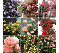 RIVORDE 500 Graines De Roses, Roses, Rosiers Grimpants, Peuvent Fleurir en Toutes Saisons, Le Meilleur Choix pour Décorer Le Jardin
