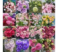RIVORDE Différents Types De Graines, Lotus, Lisianthus, Rose, Couleurs Vives, Adaptées à Un Environnement Ensoleillé,A(1000 PCS)