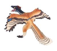 RIZGHWOY Modèle de Dinosaure éducatif Réaliste pour Enfants, Jouet de Collection de Jouets de Dinosaure de Simulation pour Enfants, Modèle D'archéoptéryx pour L'affichage de L'histoire