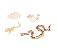 RIZGHWOY Modèle Interactif de Croissance du Serpent : éducation Scientifique et Jeu Imaginatif Idéal pour Les Enfants