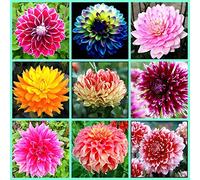 Rizoma di Zinnia,Mix,Bulbi di dalia,piantato in autunno,fiorisce in estate,misto,i fiori sono enormi,dai colori vivaci,adatti per essere piantati in giardini o in vaso