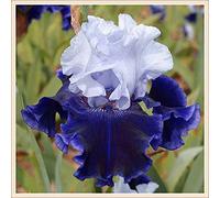 Rizoma iris,Molto delicato,Geheime Garten exotische Stauden,Giardino Segreto Unici-1,2Rizomas