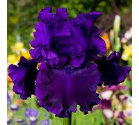 Rizoma iris/Molto delicato/Geheime Garten exotische Stauden/Piante a fioritura perenne-2,4Rizomas