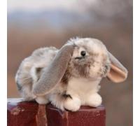 RLOMUTE Peluche Lapin 10 Pouces Animal en Peluche Doux et Mignon Lapin câlin pour Les fêtes d'anniversaire Les compagnons la décoration Cadeau de Collection pour Les Enfants Gris