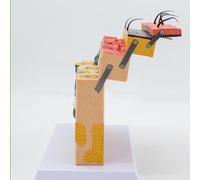 RMJEZTQD Structure Anatomique 3D de l'épiderme et du derme de la Peau Humaine, modèle de Section de Peau agrandi 70 Fois (Section), for l'enseignement pédagogique de l'anatomie médicale