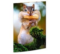 RNKVERLAG 45375 - Chemise à dessin Chipmunk 310 x 440 mm, Chemise pour documents DIN A3, avec fermeture élastique, 1 pièce
