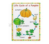RNUMLIGH Biology Educational Poster Pumpkin Life Cycle Science Chart Wall-Art for Classroom Homeschool or Garden Theme Decor(Unframed,08x12inch(20x30cm))