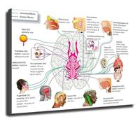 RNUMLIGH Brain Nerve Function Anatomy Pathology Chart Canvas Wall-Art Print for Home Office Decor Study Room Library Laboratory(Unframed,08x12inch(20x30cm))