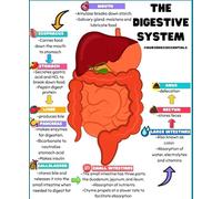 RNUMLIGH Educational Biology Poster Human Digestive System Anatomy Chart for Science Classroom Study Room Decor(Unframed,12x18inch(30x45cm))