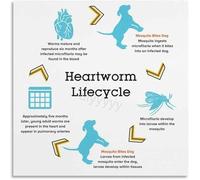 RNUMLIGH Educational Veterinary Chart Heartworm Life Cycle Poster Canvas Wall-Art for Vet School Classroom(Framed,12x18inch(30x45cm))