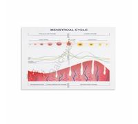 RNUMLIGH Menstrual Cycle Hormone Fluctuation Chart Biology Educational Guide Science Poster for Classroom Doctor Office Study(Unframed,08x12inch(20x30cm))