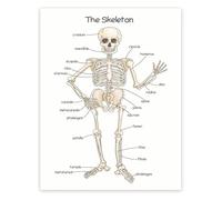 RNUMLIGH Science Classroom Decor Human Skeleton Poster for Bone Structure Chart Skeletal System Education(Unframed,12x18inch(30x45cm))