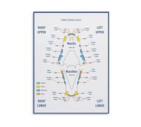 RNUMLIGH Veterinary Chart Poster - Feline Teeth Anatomy and Health Guide on Canvas, Wall-Art for Animal Hospital(Framed,08x12inch(20x30cm))