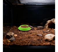 Roaches Feeder - ABS 3.4x2.6x0.5cm | Roach Feeder Isopod Food Tray | Non-Slip Terrariums Feeding Tray for Reptiles Pets Habitat Use