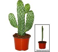 Road Kill Cactus - Consolea rubescens - Cactus à oreilles plates - Pot 12cm