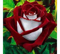 Roadoor 100 pièces Rot-Weiß Osiria Rubin Rose Blume Samen Home Garten Töpfe Dekor Pflanze Gartensamen für das Pflanzen Jetzt