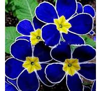 Roadoor 100 pièces Seltene Blaue Abendkerzensamen Einfach zu Growen Garten Dekor Pflanze Blume Garden Samen zum Pflanzen Jetzt