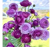 Roadoor 100 Stück Ranunculus Blumen Samen Einfach Zu Pflanzen Mehrjährige Blumen Samen Langblühende Ranunculus Samen für Schnittblumen Garten Dekor Violet