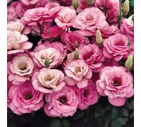 Roadoor 300 Stück Lisianthus Samen zum Pflanzen Eustoma Grandiflorum Dornlose Rosensamen Nicht-gvo Mehrjährige Gartenblühen Samen für in Indidio in INDIUT Rose