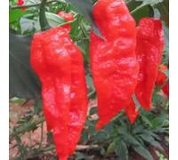 Roadoor Lot de 100 pièces Red Devil Pfeffer Samen Italiencher Teufel Heißer Pfeffer Sam héritage gemüsesamen für gärten gewächshäuser Rouge