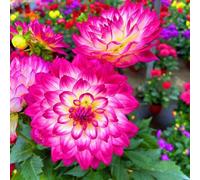 Roadoor Lot de 500 nains Dahlia samen stauden Blumen samen Nicht-GMO Dahlia samen für Garten landschaftsgestaltung blumentopf pflanzen E