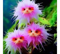 Roadoor Orchideeblütensamen zum pflanzen katzengesicht exotische orchideesamen mehrjährige duftpflalenze für Jardin intérieur 1000 pièces