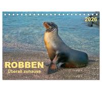 Robben - überall zuhause (Tischkalender 2026 DIN A5 quer), CALVENDO Monatskalender: Sie ist in zahlreichen Arten auf der ganzen Welt zu finden - die Robbe.