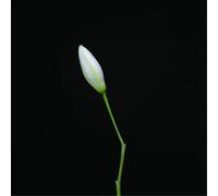 Rocket Science Snake (Vinyl) 12" Album