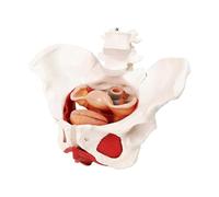 Roedax Modèle d'anatomie Modèle de Bassin féminin Anatomie du Corps Humain modèle de périnée du Bassin féminin avec Organes Amovibles modèle d'anatomie féminine modèle d'orgue sans Odeur