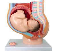 Roedax Modèle d'anatomie Modèle de Corps Humain Femme Enceinte, modèle de Bassin Anatomique, Taille réelle avec Organes Amovibles, modèle d'anatomie Peut être largement utilisé sans Odeur
