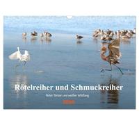 Rötelreiher und Schmuckreiher (Wandkalender 2026 DIN A3 quer), CALVENDO Monatskalender: Zwei Reiher in Florida, die im Erscheinungsbild und in ihrem ... sind, werden hier vorgestellt.