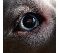 Roger Waters – The Dark Side of the Moon Redux – CD – Universal Music Group