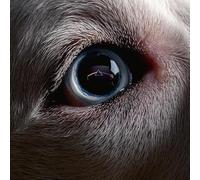 Roger Waters: The Dark Side of the Moon Redux