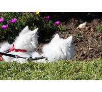 Rogz CATZ AlleyCat Collier