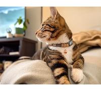 Rogz Urban Collier pour Chat avec Boucle de sécurité détachable Doré
