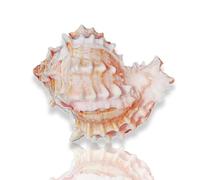 ROHCGHC Coquillage de conque, Coquillages de Collection, Coquillages décoratifs Parfaits for Les Mariages, la décoration intérieure, Maison Bernard-l'ermite, l'aquarium(9~10cm)